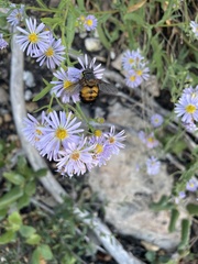 Paradejeania rutilioides