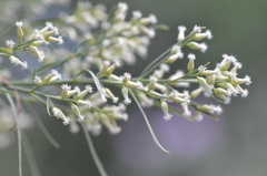 Baccharis neglecta