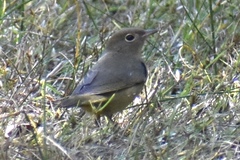 Oporornis agilis