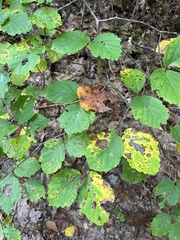 Hamamelis virginiana
