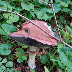 Stropharia rugosoannulata