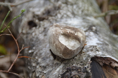 Fomitopsis betulina