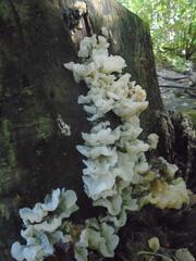 Ductifera pululahuana