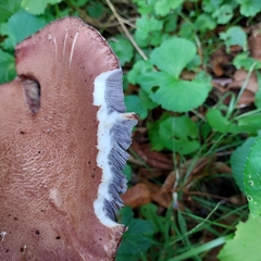 Stropharia rugosoannulata