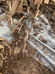 Deroceras reticulatum