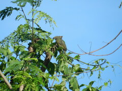 Saltator grandis
