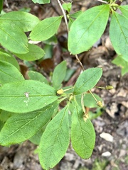 Vaccinium erythrocarpum
