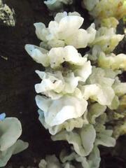 Ductifera pululahuana