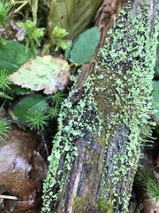 Cladonia fimbriata