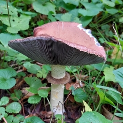 Stropharia rugosoannulata