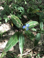 Commelina