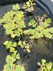 Pistia