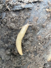 Deroceras reticulatum