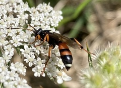 Ichneumon sarcitorius