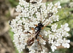 Ichneumon sarcitorius