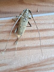 Susuacanga stigmatica