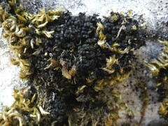 Staurolemma omphalarioides