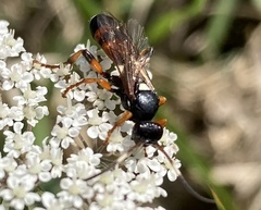 Ichneumon sarcitorius