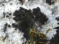 Staurolemma omphalarioides