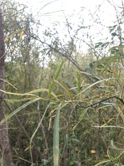 Salix interior
