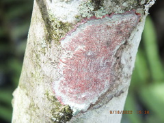 Herpothallon rubrocinctum