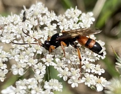 Ichneumon sarcitorius