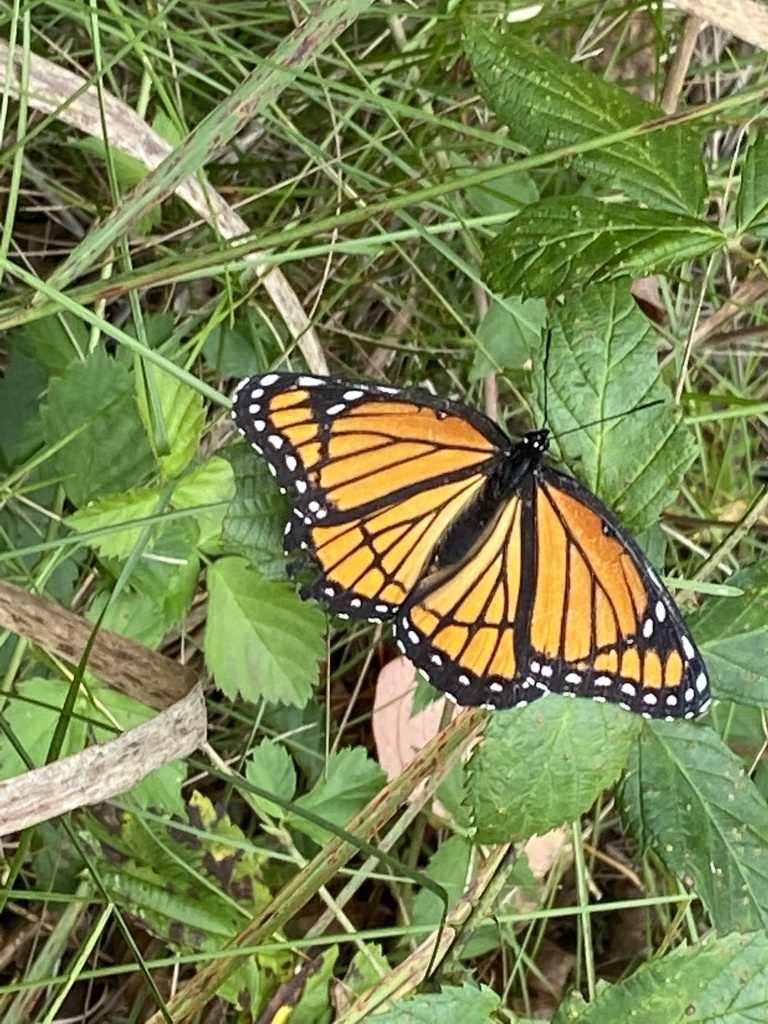 Viceroy from Wintergarden/St. John'S Nature Preserve, Bowling Green, OH