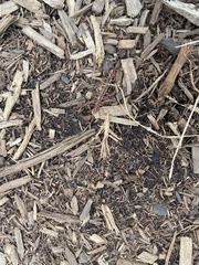 Deroceras reticulatum