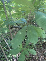 Magnolia