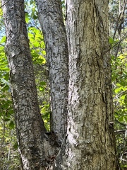 Aesculus flava