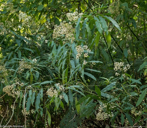 Dendrophorbium peregrinum, photograph 4