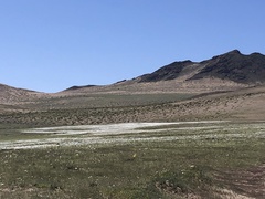Nolana baccata