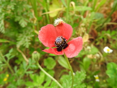 Papaver hybridum