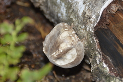 Fomitopsis betulina