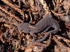 Ichthyosaura alpestris