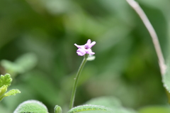 Aloysia macrostachya