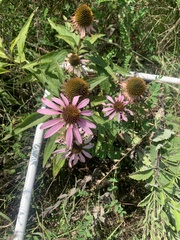 Echinacea