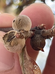 Disholcaspis canescens