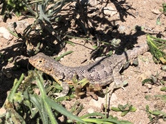 Liolaemus nigromaculatus