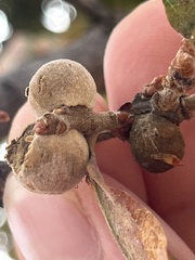 Disholcaspis canescens