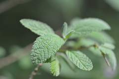 Aloysia macrostachya