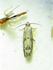 Pelochrista consobrinana