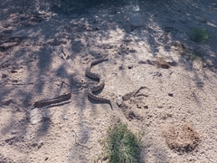 Crotalus cerastes