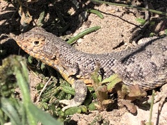 Liolaemus nigromaculatus