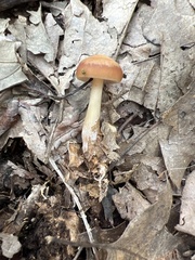 Collybia