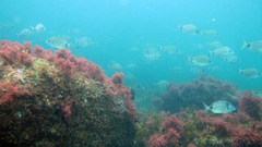 Diplodus