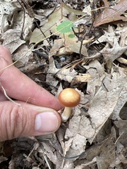 Collybia