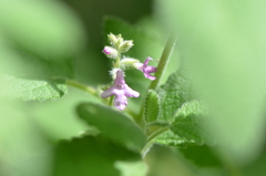 Aloysia macrostachya