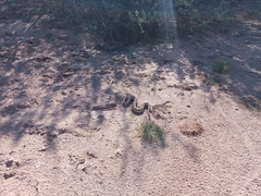 Crotalus cerastes