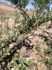 Liolaemus nigromaculatus